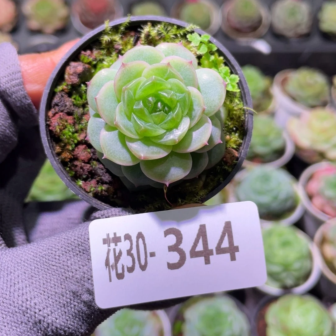 花利美30-344珍妮