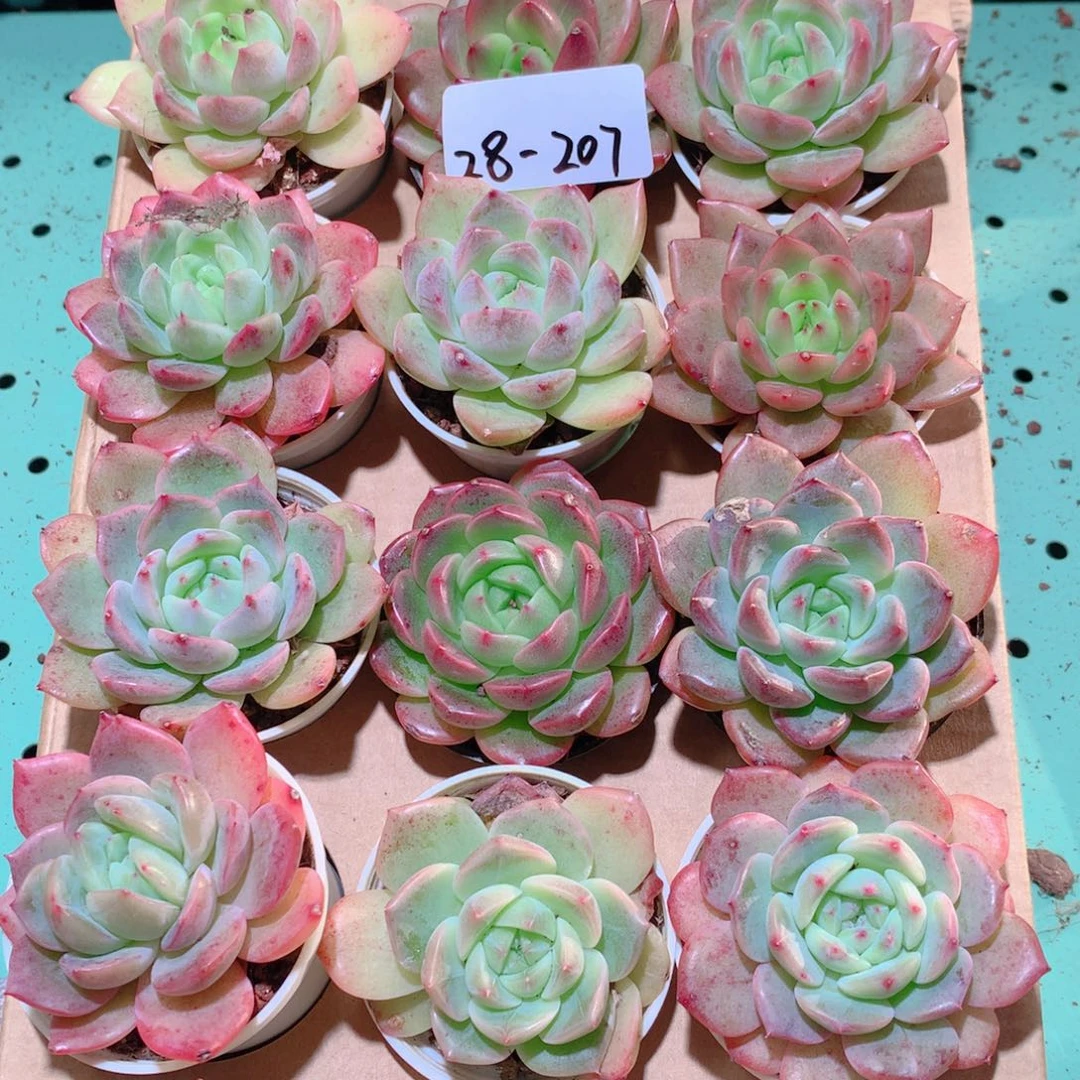 28-207一物一拍多肉带盆18颗