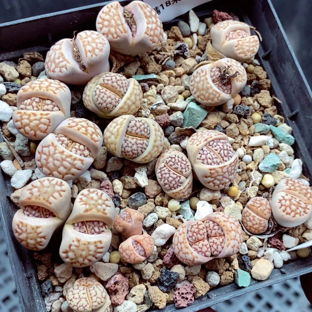 我的小姐姐们都是我的318