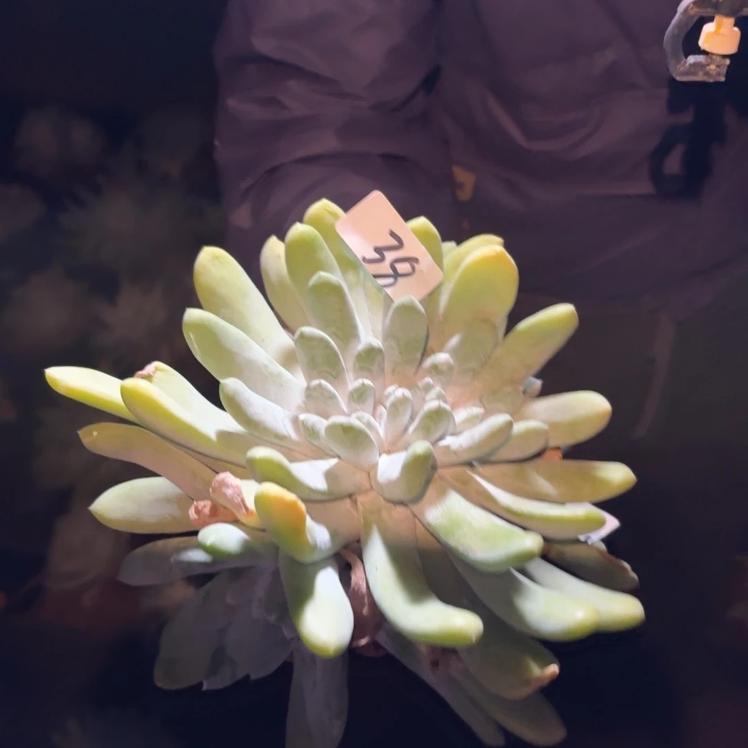 金***头拇指帕奇飞徒仙杯多肉