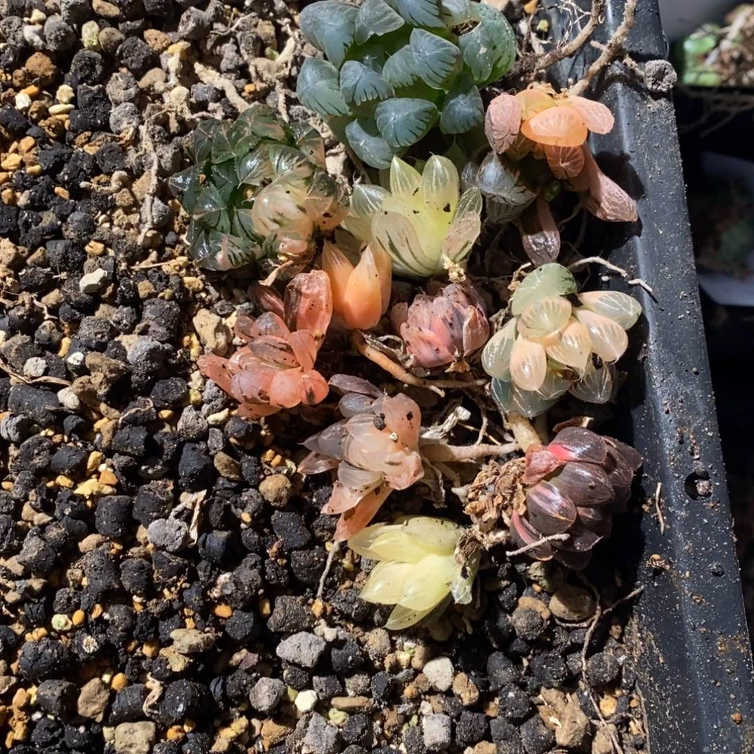 小***叶2287 一组新粉福利