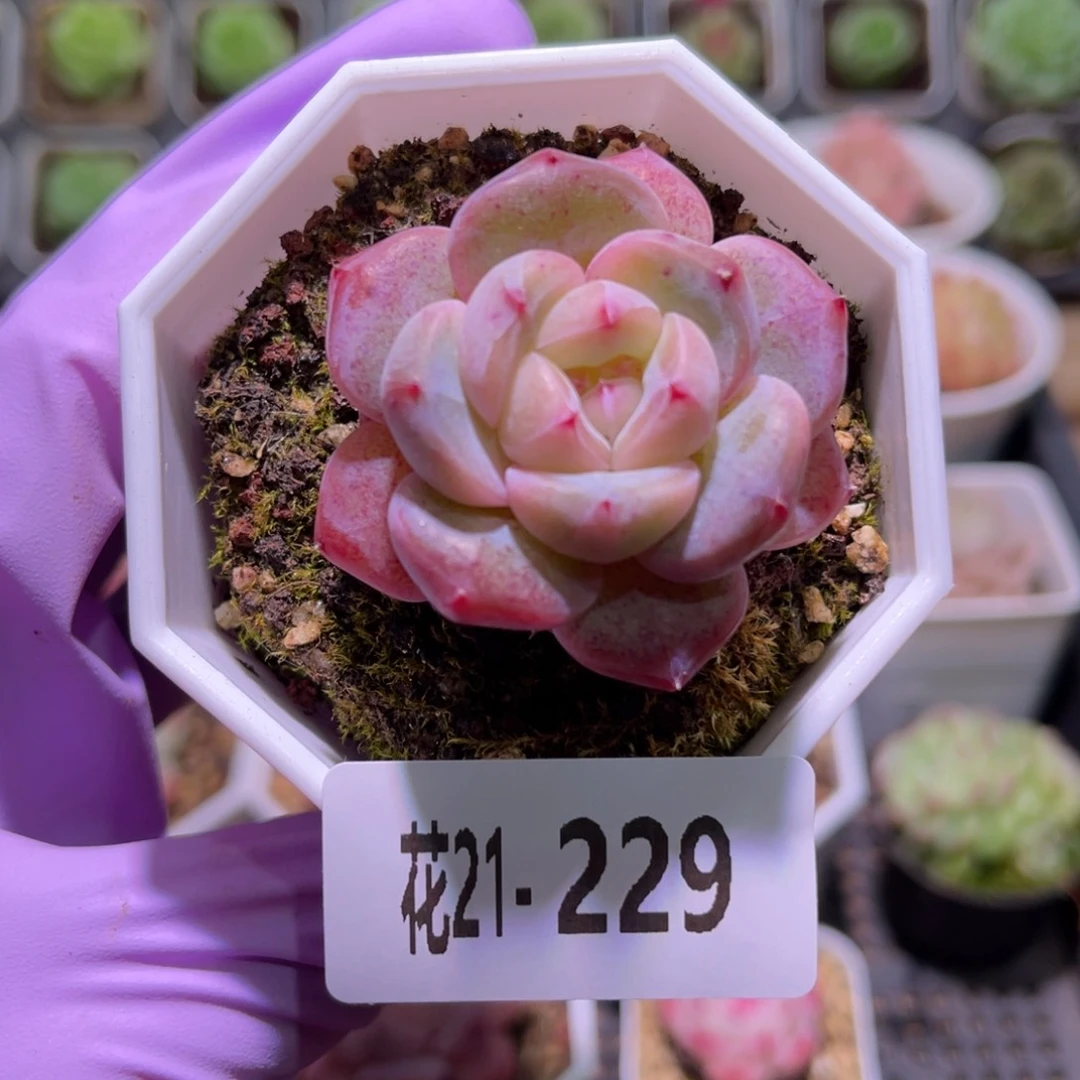 花利美21-229精选糖心