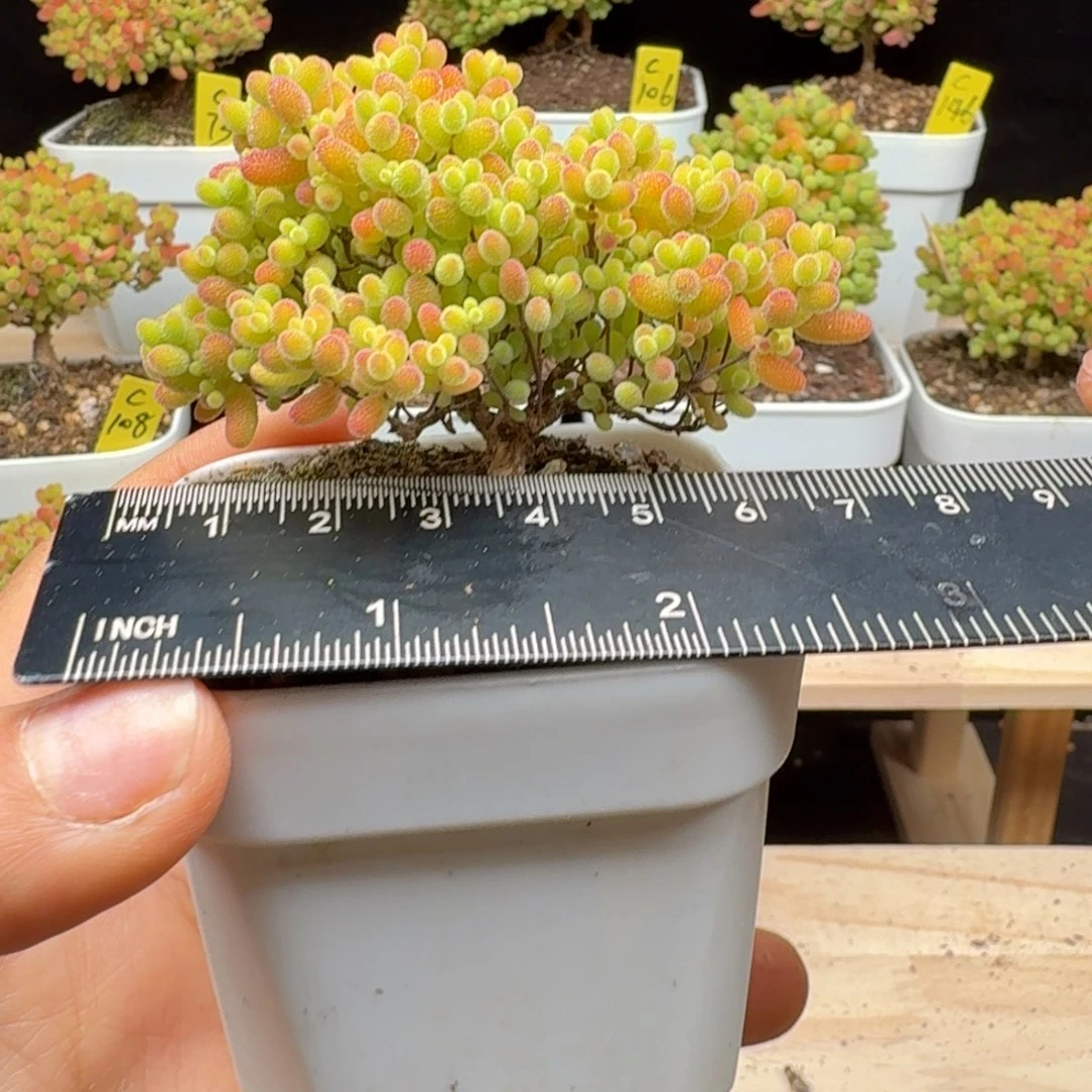 c76号蜜橘冠服6厘米