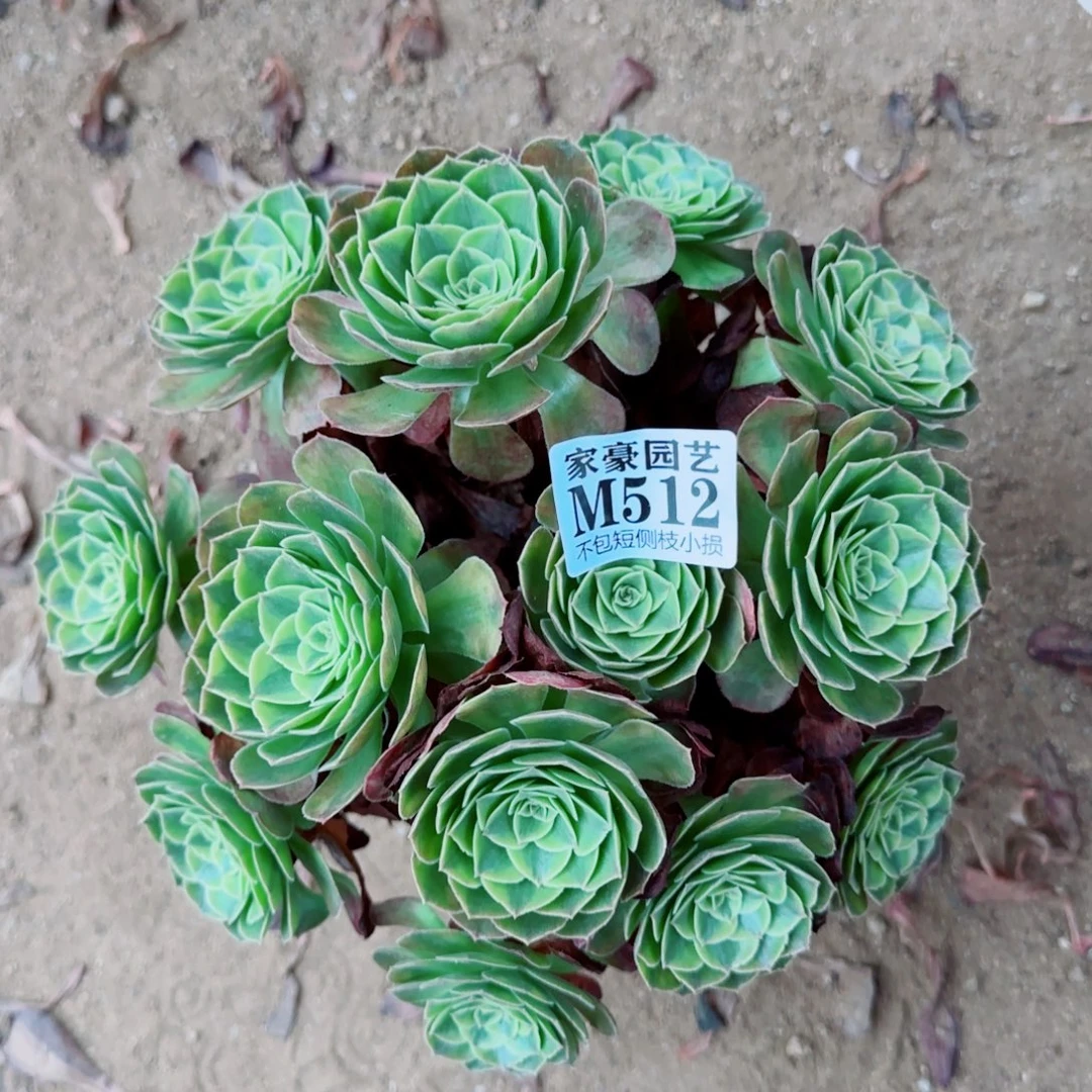雨荷发师512冠幅25
