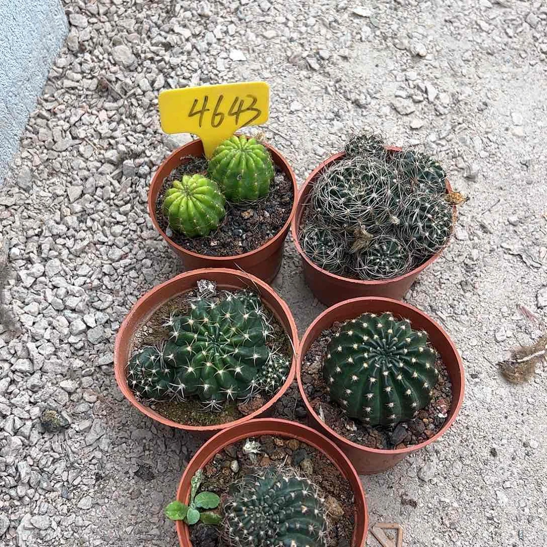 丽花5棵，偏远不包邮