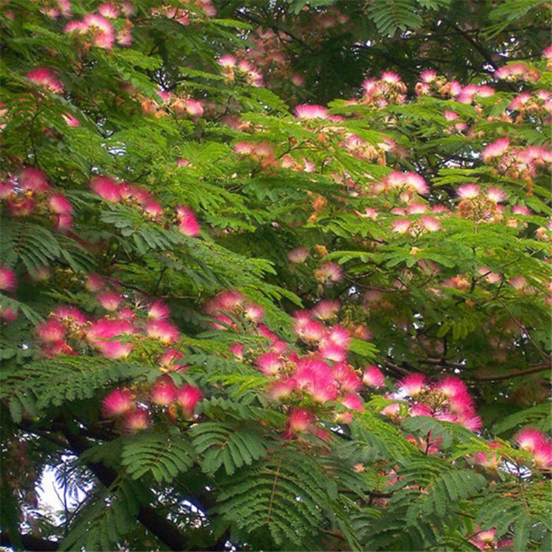 合欢花树苗适合南北方庭院户外盆栽地栽种植芙蓉花风景树绿化苗木