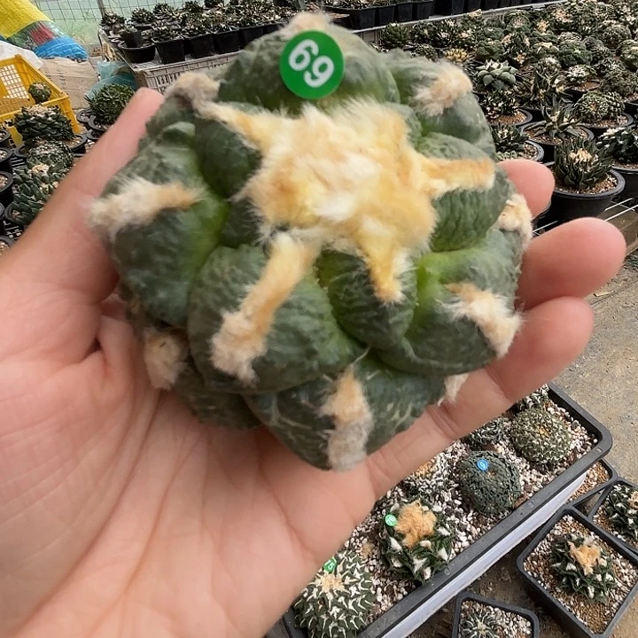 袖蒲苗接落地仙人球69