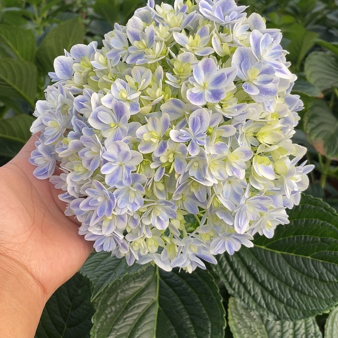 绣球切花一物一拍3枝起包邮，124
