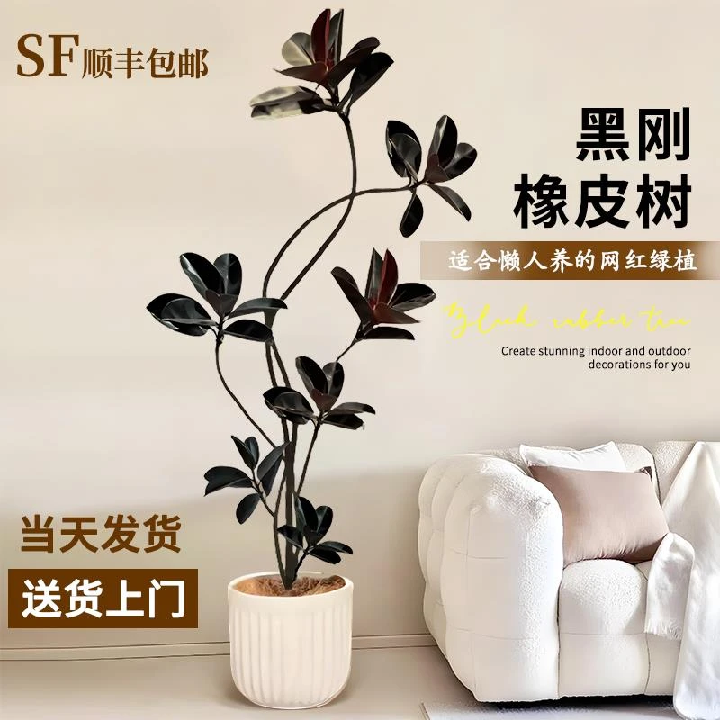 黑金刚橡皮树老桩客厅大型绿植室内大气好养盆栽四季办公室吸甲醛