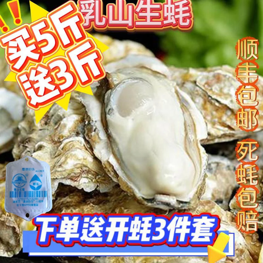 【8X5斤送3斤】正宗乳山免洗级金标生蚝鲜活海鲜水产新鲜牡蛎海蛎子