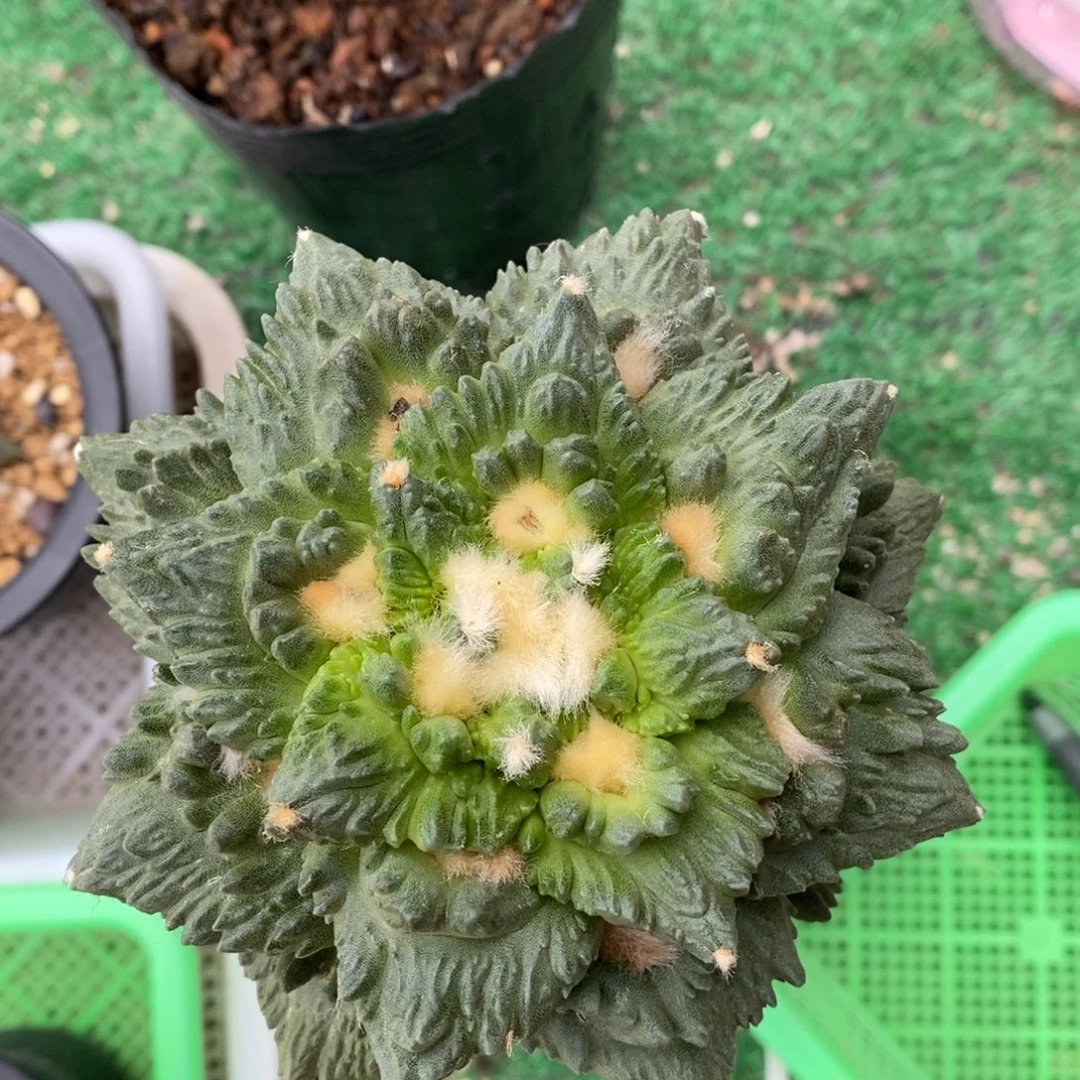 ꧁***꧂嫁接龟甲杂福利寄养