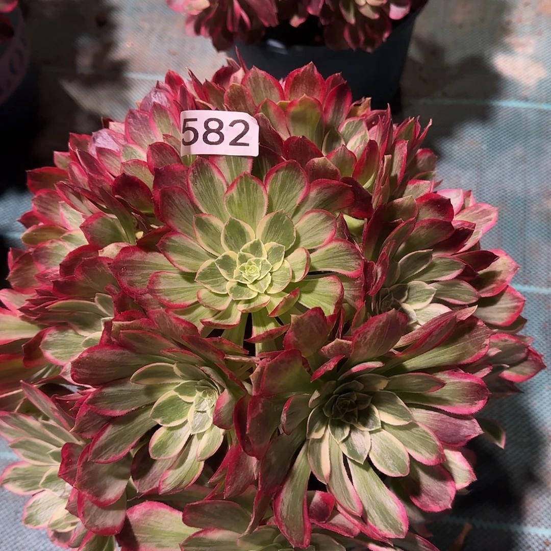 多肉植物万花筒582