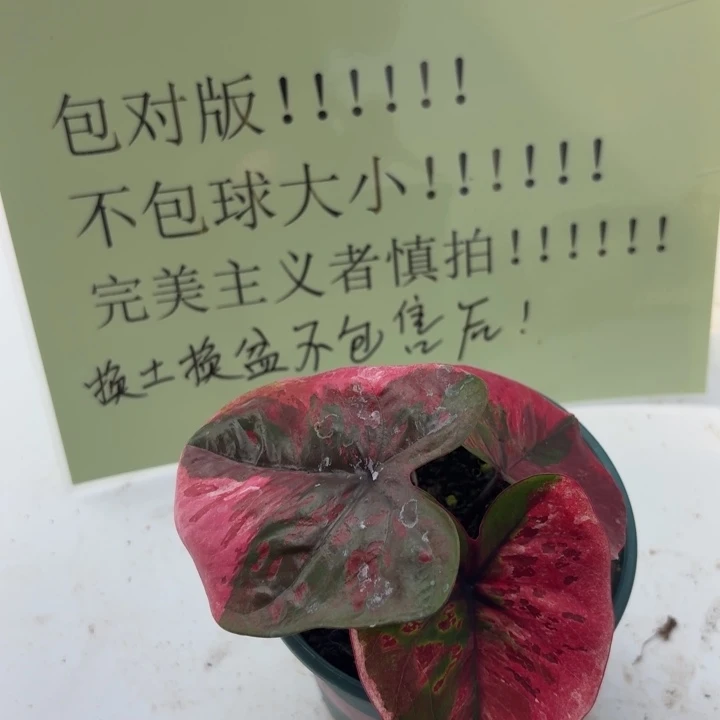 茉***香完全开放泰国彩叶芋