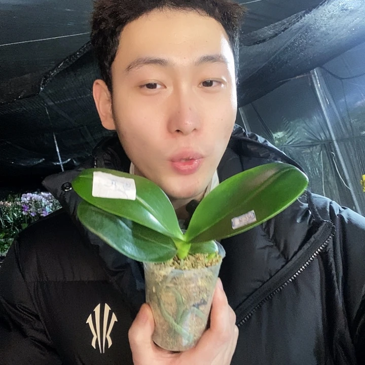 无花朵雪花福利蝴蝶兰