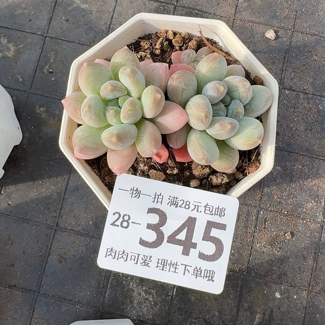 三色奶无盆土发货无