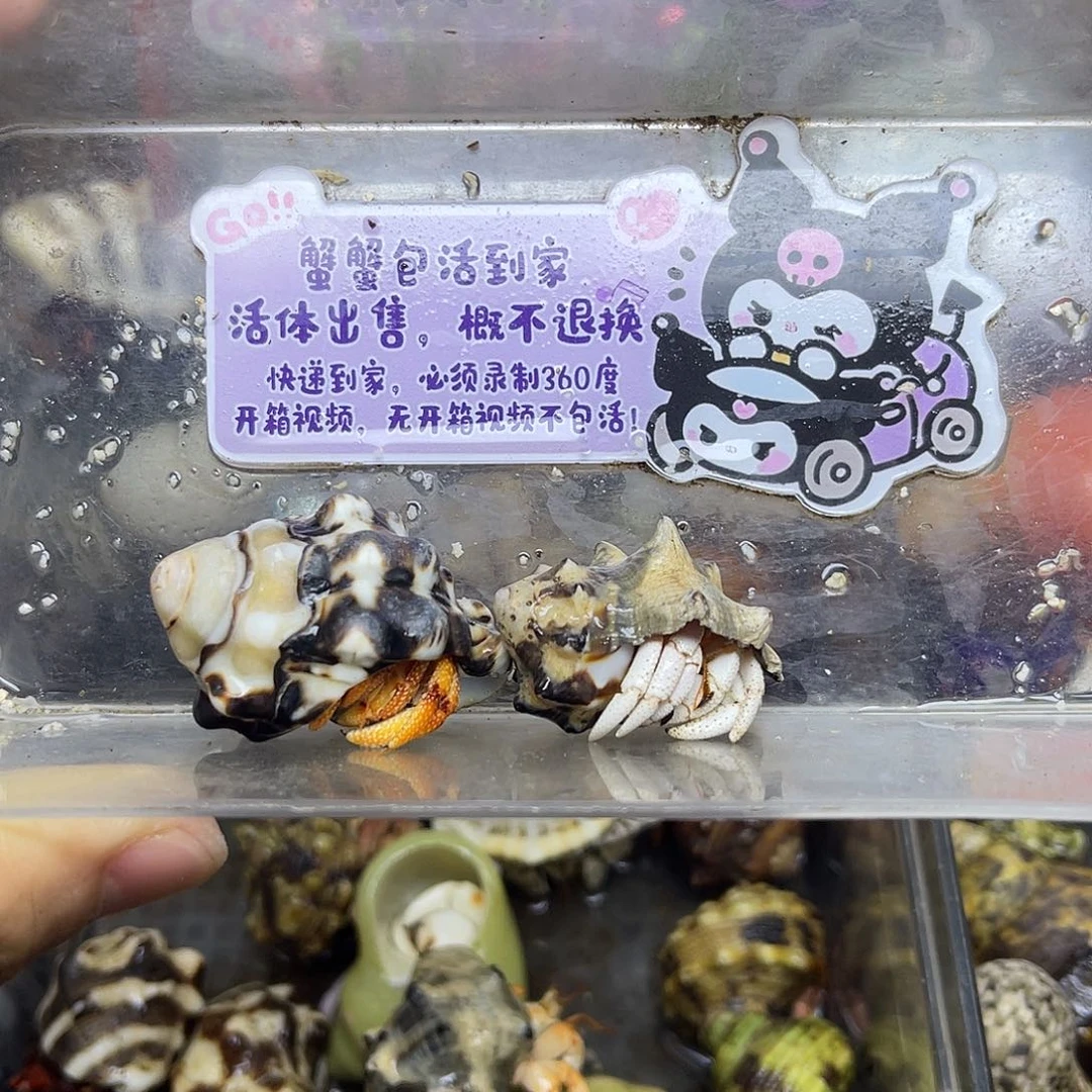 白草48异色黑莓寄居蟹20包活到家