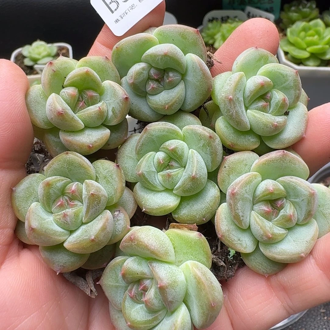 一物一拍一盒628-383