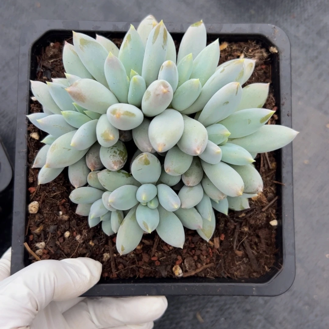 9头哥特群生多肉植物