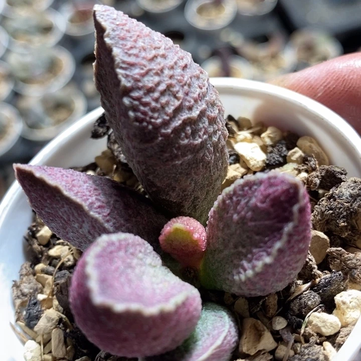 31212一颗猪肝猪肝