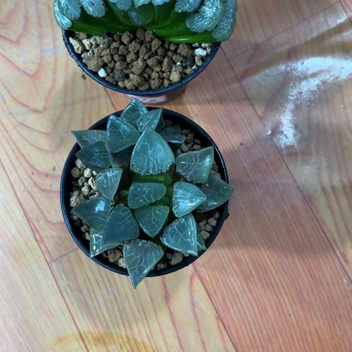 两颗组合多肉植物