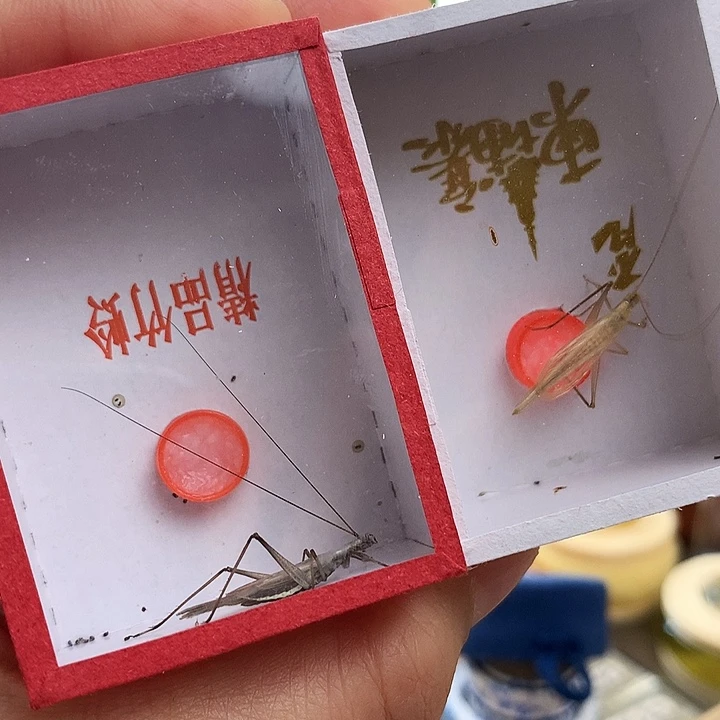 一只紫竹➕一只柬埔寨竹蛉