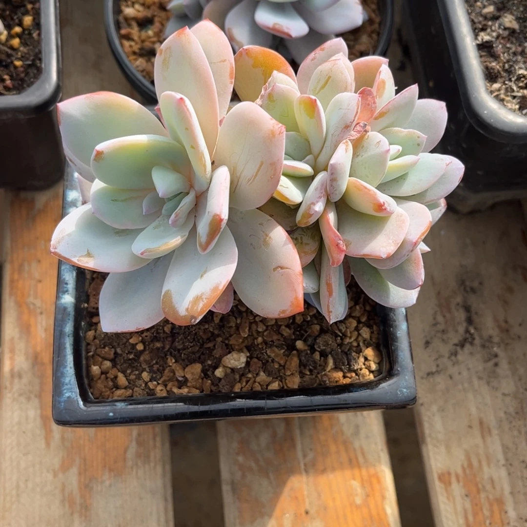 清***河多肉植物多肉植物