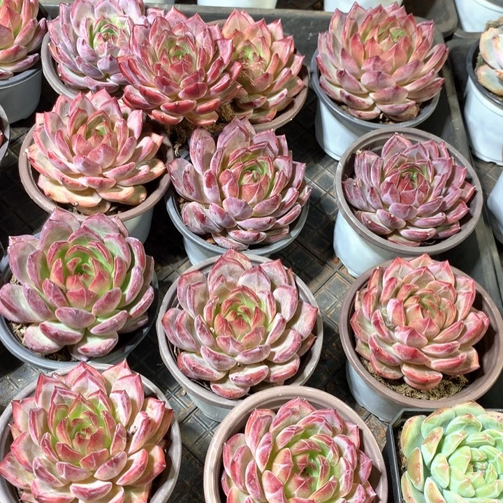 夜魔侠多肉植物两单包邮