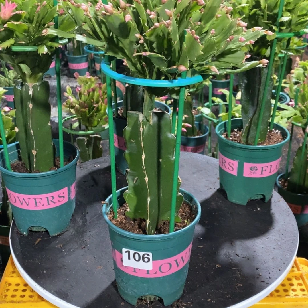 【闪购商品】无花朵花**开106嫁接068