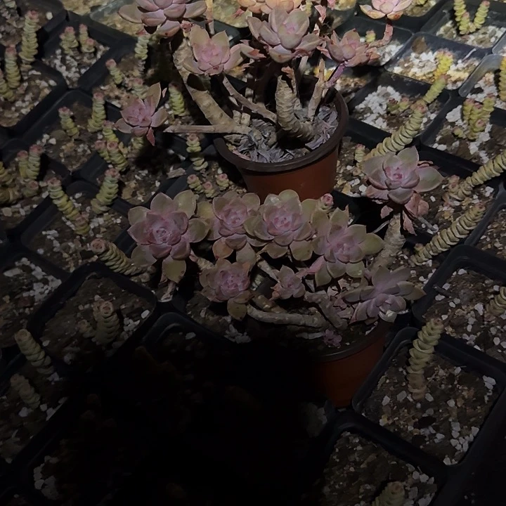 l***a多肉植物满20包邮