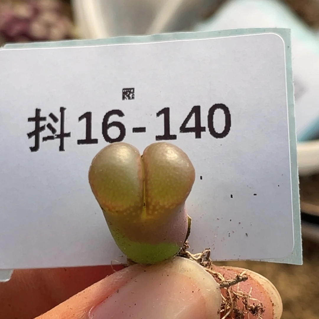 16-140小苗c10多肉植物