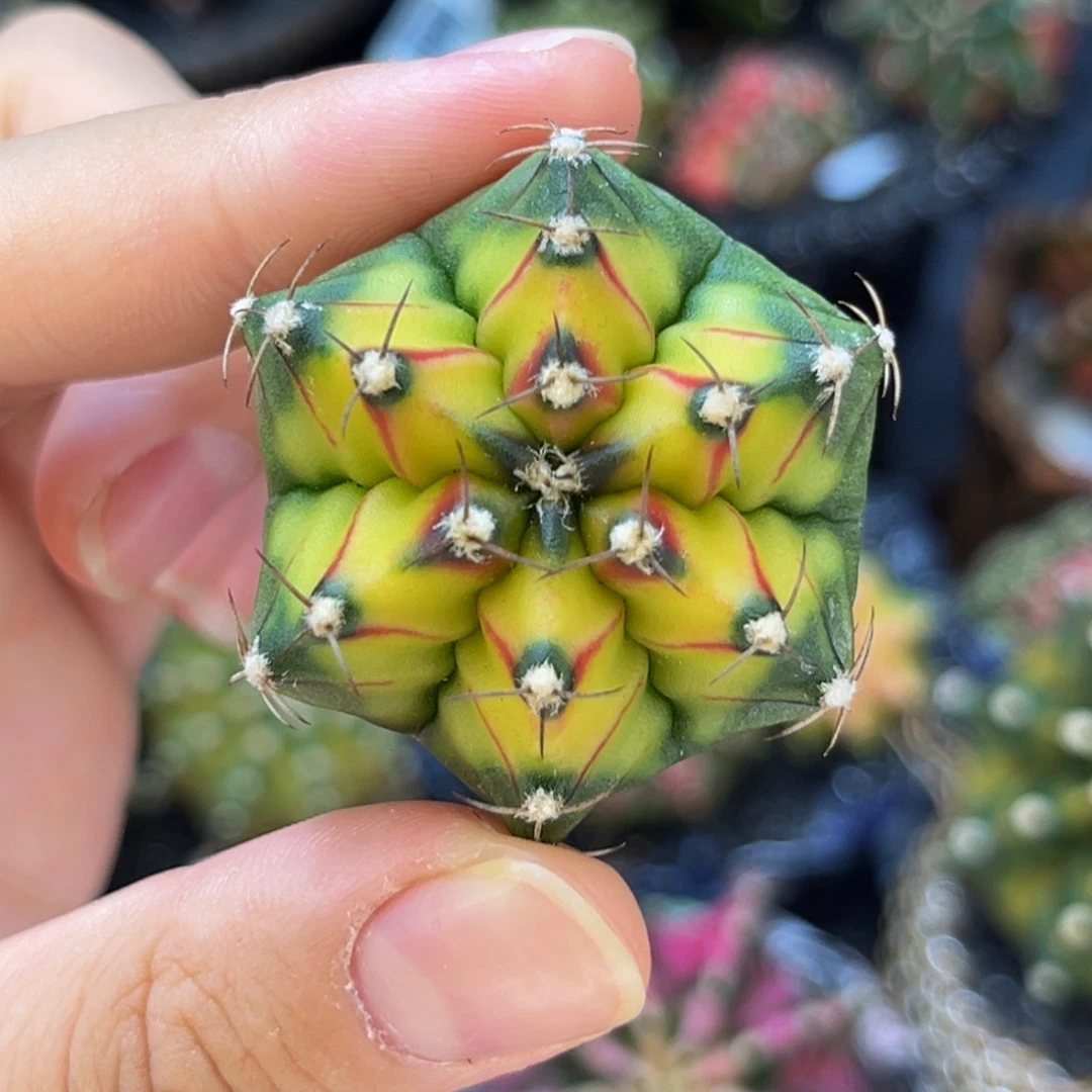 六棱实生穹顶 米哈仙人球