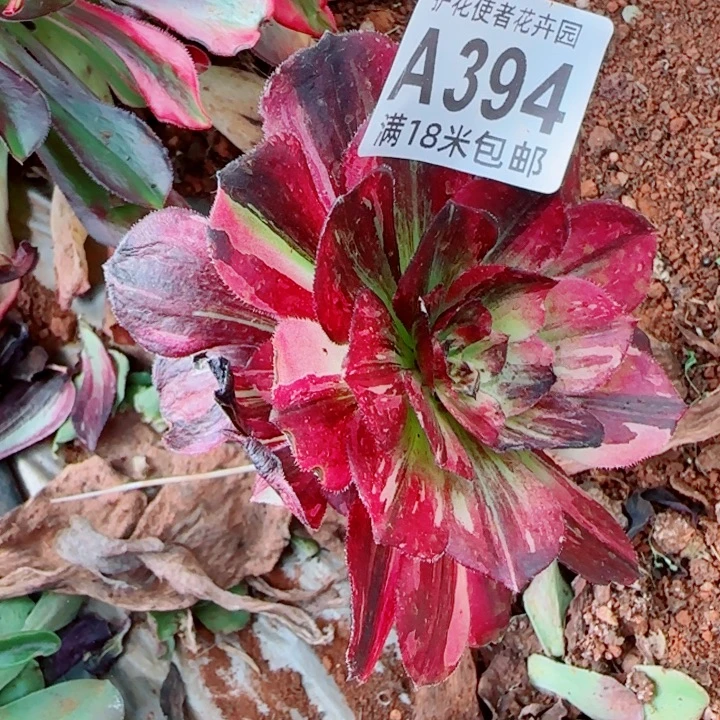 多肉法师伯爵朵朵