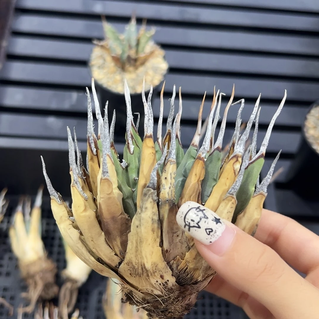 无花朵曲刺妖炎生桩福利