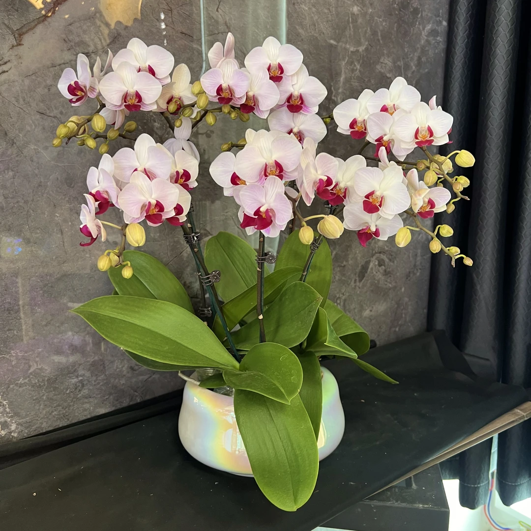 【貂蝉-蝴蝶兰】 懒人种植 禅意 轻奢 易养花期长