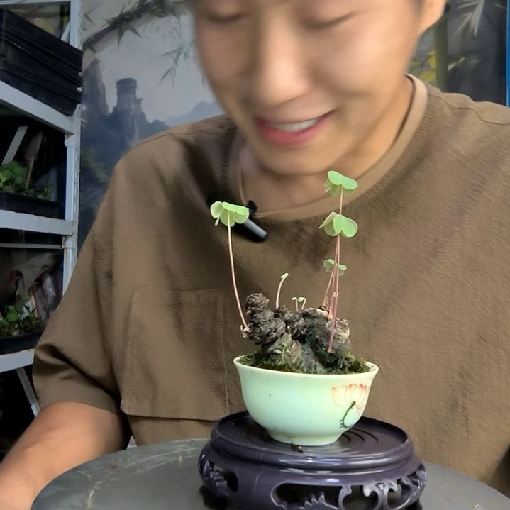 d***m中青园艺一物一拍159