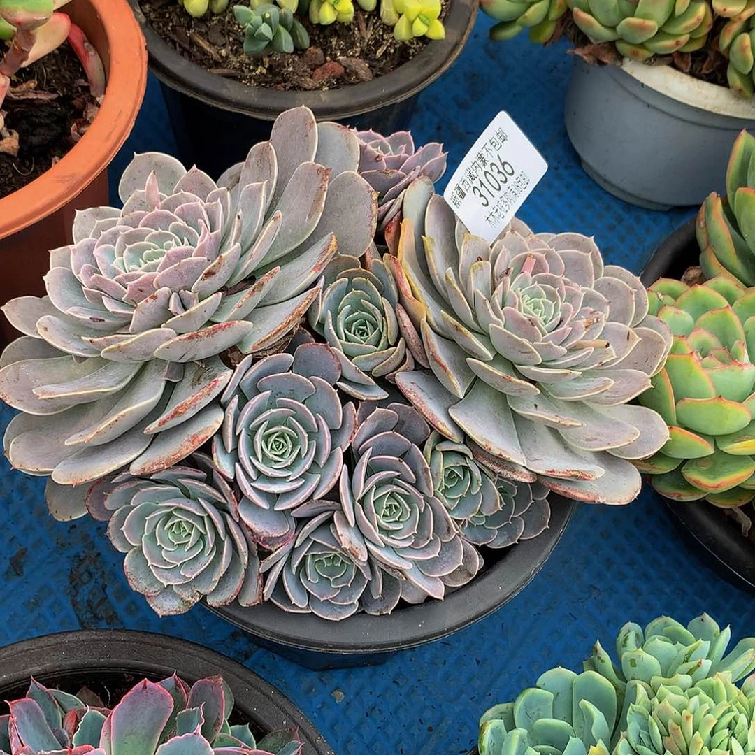 晨**雪       天赐31036