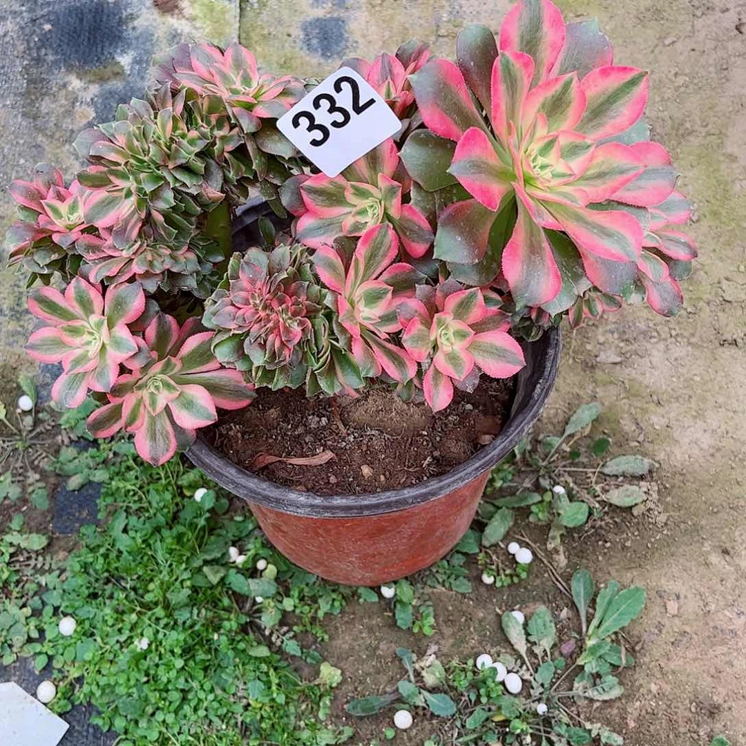 无花朵肖*?多肉植物332