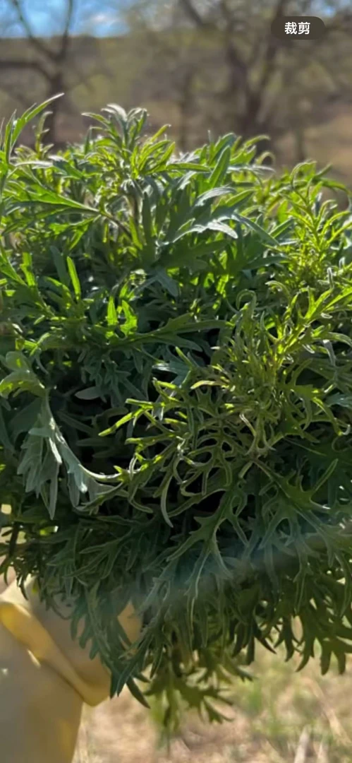 这就是我们内蒙古特别出名的哈拉海，身上长满了刺会咬人的野生菜