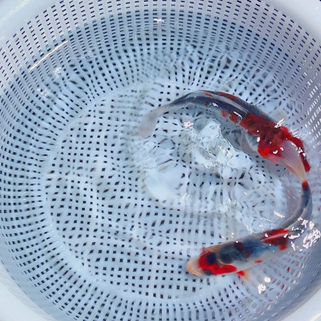 锦鲤锦鲤观赏鱼1111