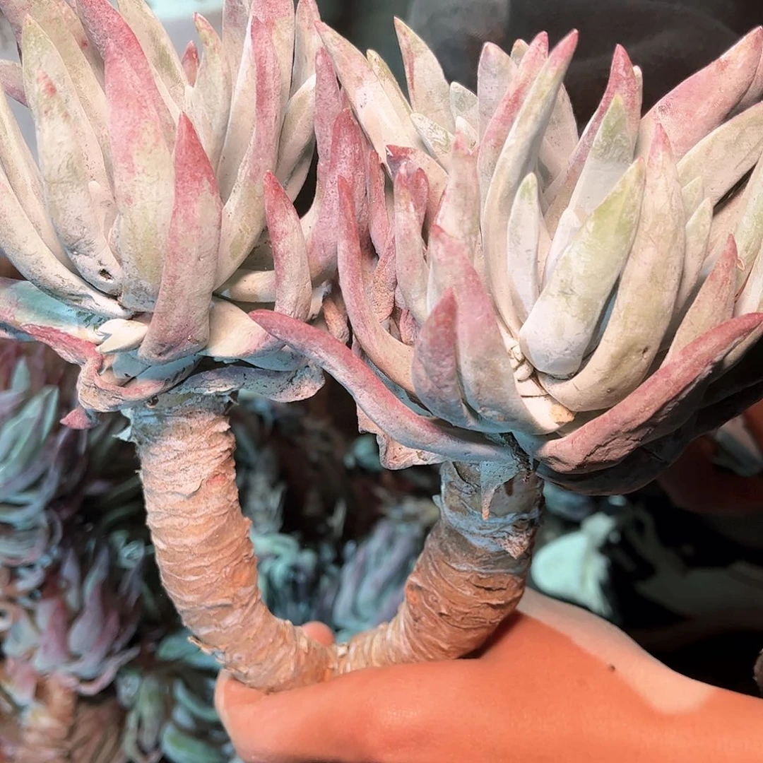 6190瑕疵除霜多肉