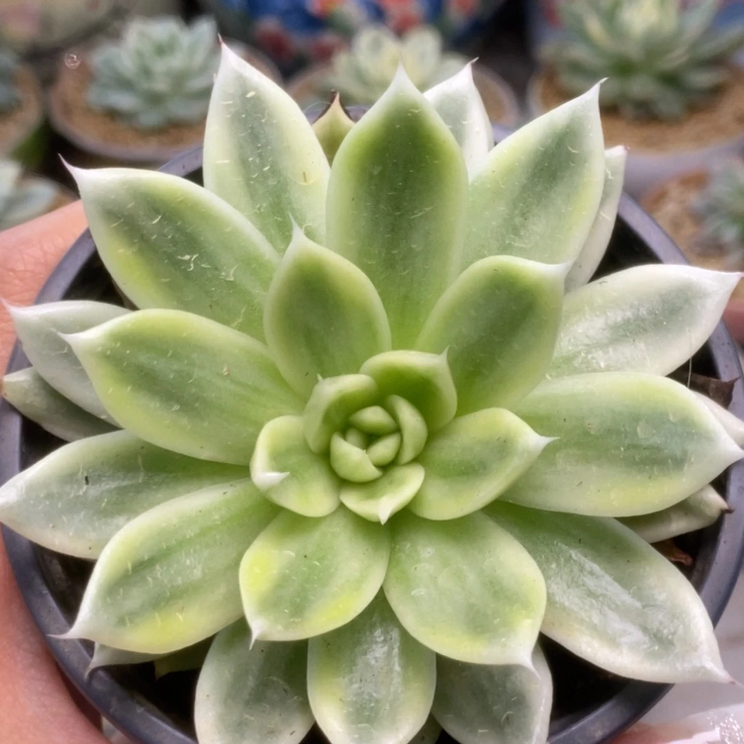 049蝴蝶飞锦锦锦锦锦锦锦