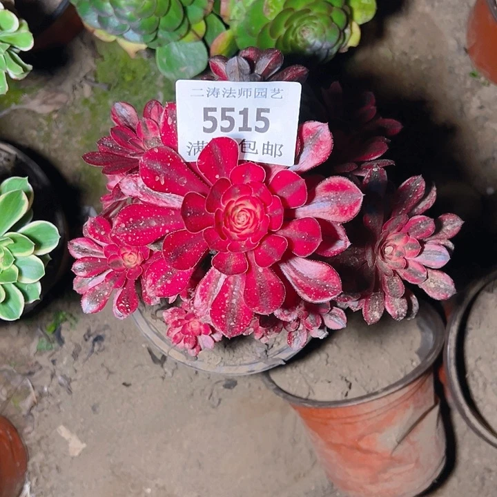 5515老桩香奈尔多肉植物