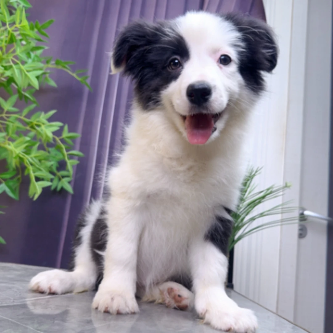 【木土犬舍】双血统边境牧羊犬黑白色海盗小母三针疫苗已做