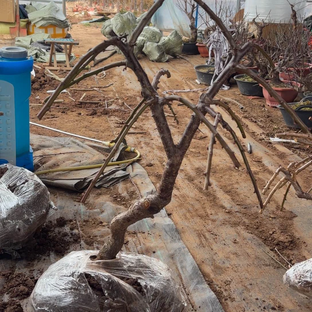 陸***遠完全开放开运垂枝