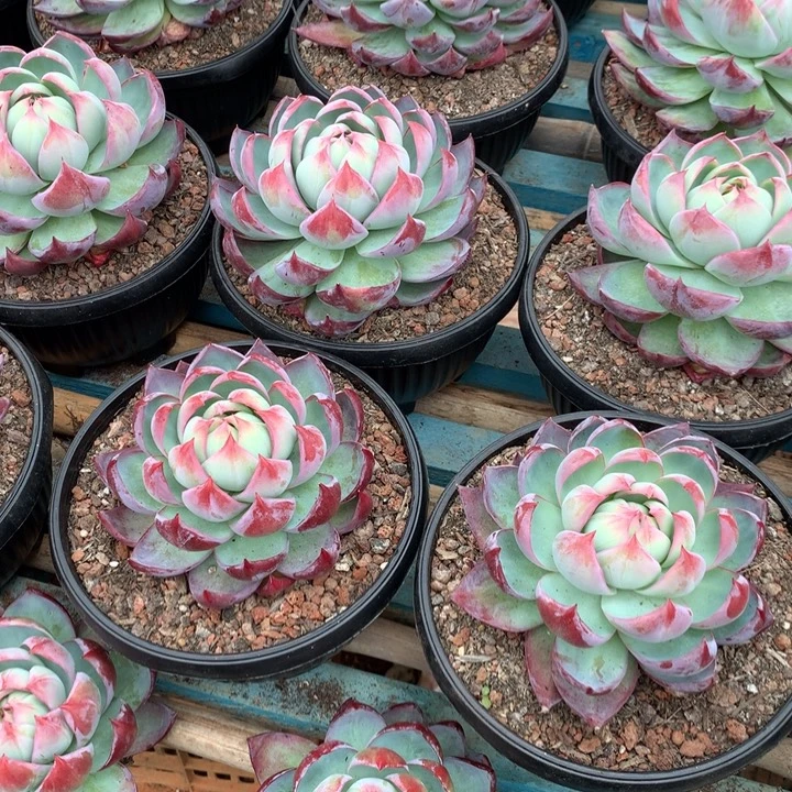 开***岁超大惊鸿仙子19.99