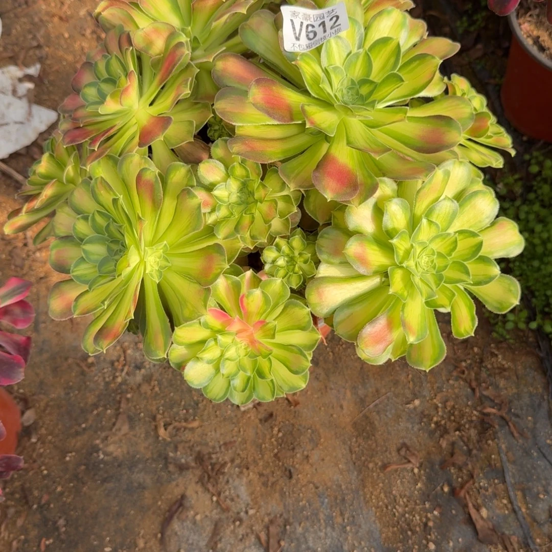 612韶华官服25左右2