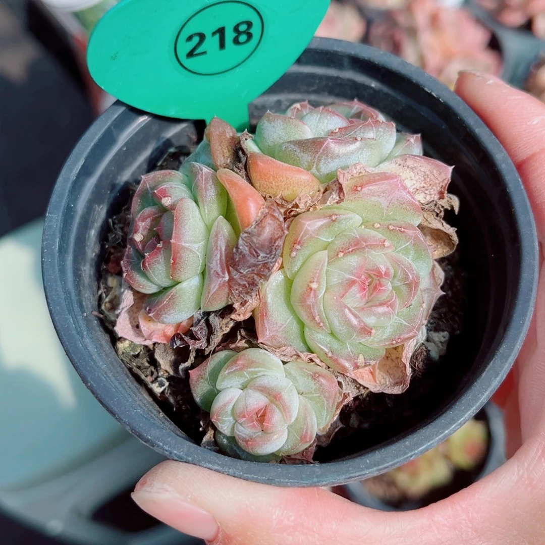 218号小老桩珍妮群