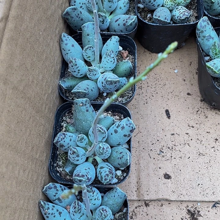 6.5方满盆海豹带盆土发