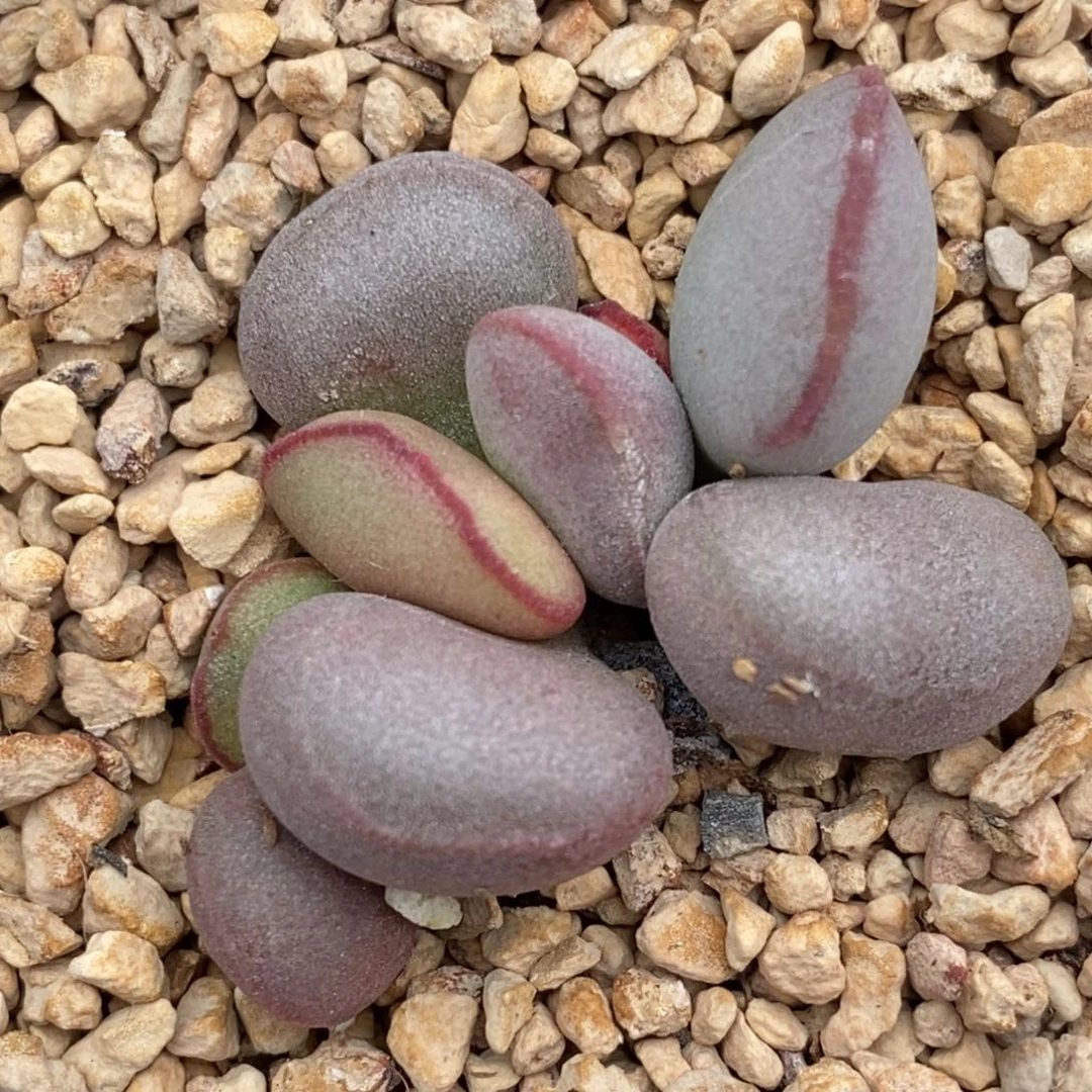 1154白肌红蛋一颗一颗