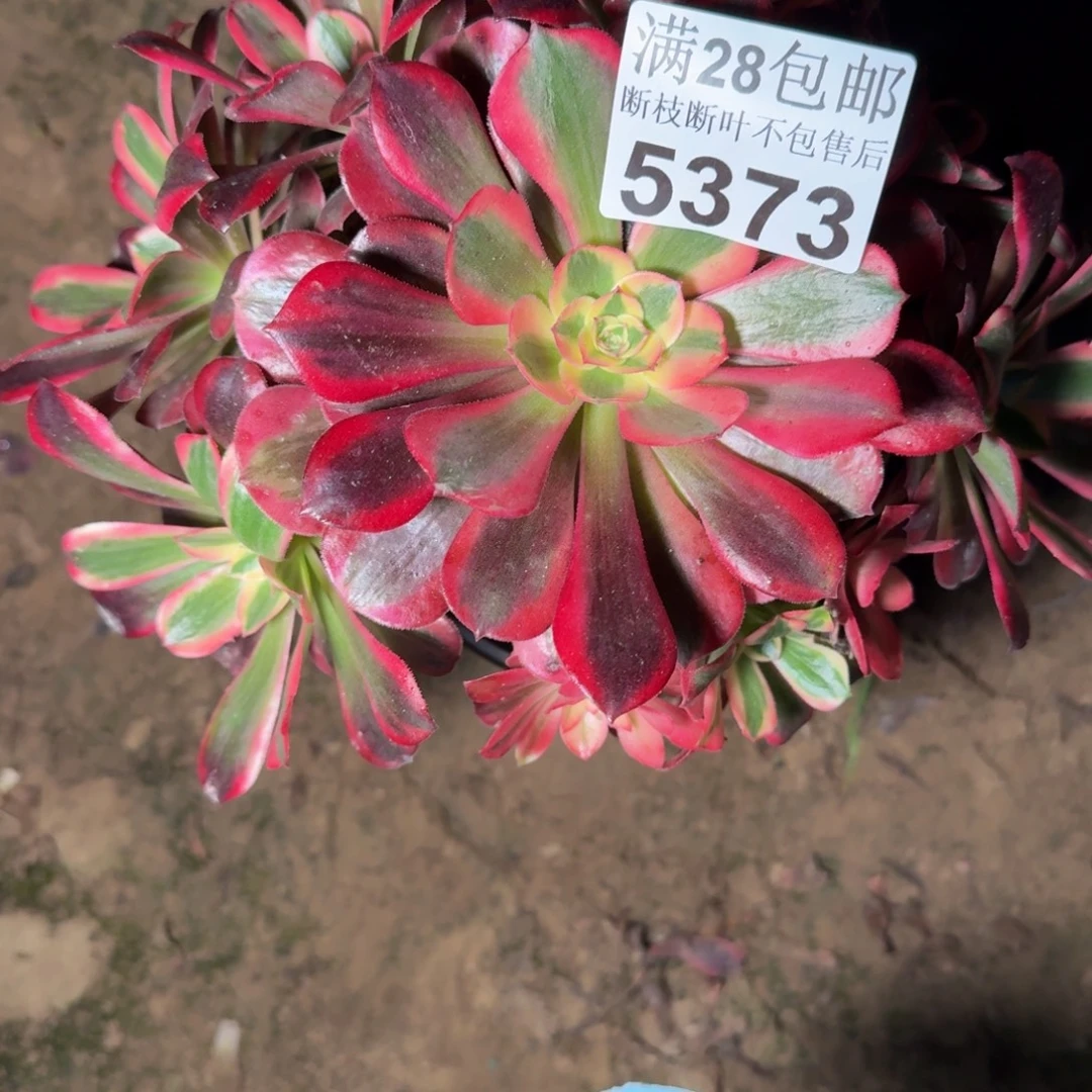 5373美杜莎不包断枝